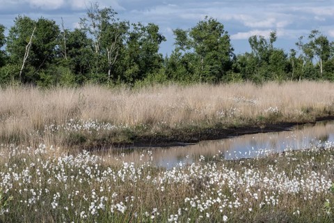 Common cottongrass (Eriophorum angustifolium) in the moor, Emsland, Lower Saxony, Germany