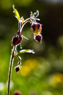Brooklime (Geum rivale), Bischofswiesen, Berchtesgadener Land, Bavaria, Germany