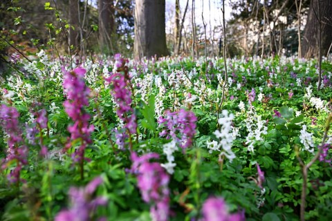 Hollow larkspur (Corydalis cava), English Garden, Munich, Bavaria, Germany