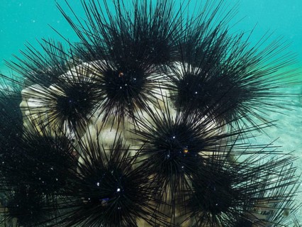 Arbacia lixula with long spines, Diadem sea urchin (Diadema setosum), in the sea, dive site Secret