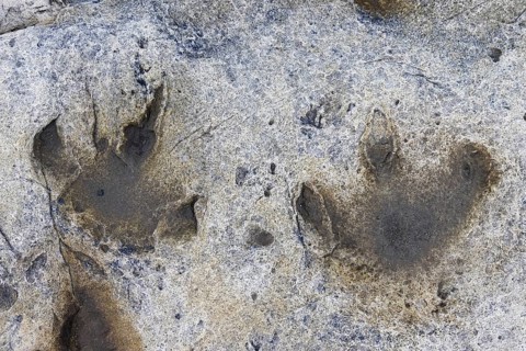 Ornithopod footprints in sandstone at the Lower Cretaceous dinosaur tracksite at Boltodden,
