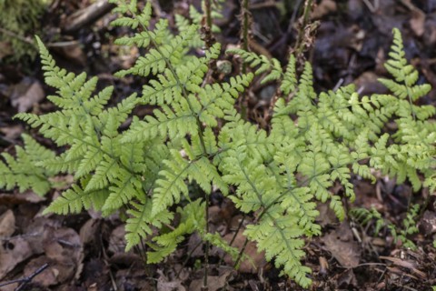 Spiny fern (Dryopteris carthusiana), Province of Drenthe, Netherlands