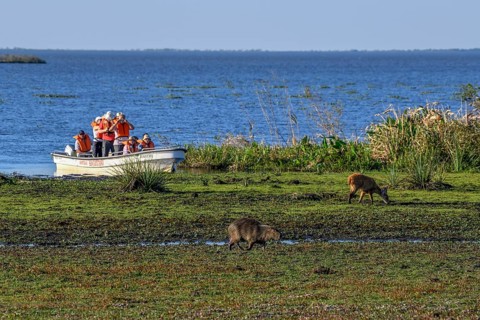 Excursion boat with tourists in front of a Pampas deer (Ozotoceros bezoarticus), and a Capybara