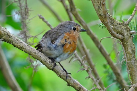 European robin (Erithacus rubecula)