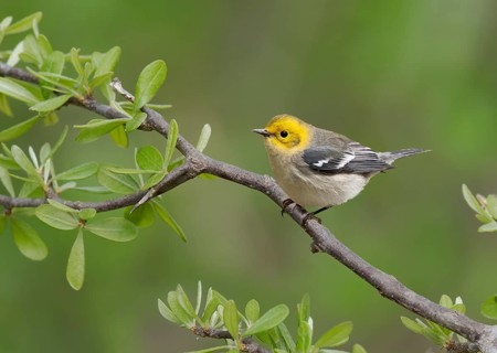 Hermit Warbler (Setophaga occidentalis) female, Arizona, USA