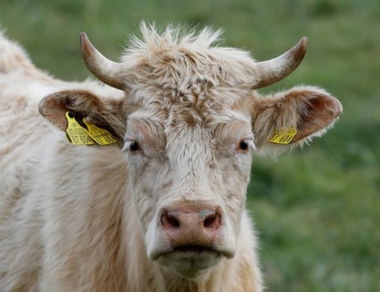 Free-range calves, cattle and cows from the Jahnsfeld organic farm in Brandenburg, they graze the