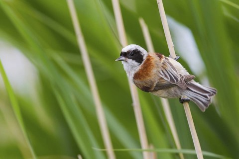Eurasian Penduline Tit (Remiz pendulinus) male, Hungary