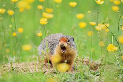 Columbia ground squirrel (Urocitellus columbianus, Spermophilus columbianus) sits calling at a