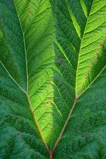 A detailed close up of a vibrant green leaf, showcasing its intricate vein pattern. The sunlight