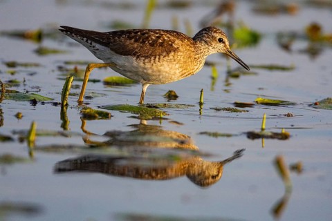 Spotted Redshank (Tringa erythropus) Hungary