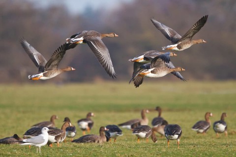 Greater White-fronted Goose (Anser albifrons), North Rhine-Westphalia, Germany