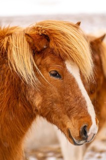 A brown and white horse with a long mane and a white face. The horse is looking at the camera