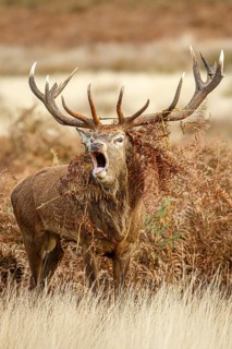 Red Deer (Cervus elaphus), stag bellowing during the rut, England, UK