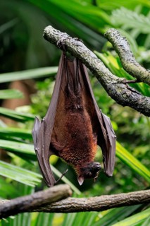 Kalong flying fox (Pteropus vampyrus), adult, resting, in sleeping tree, during the day, Singapore,