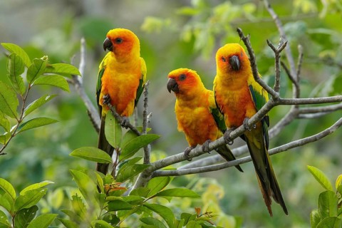 Sun Parakeet (Aratinga solstitialis) perched on a branch in the grasslands of Guyana