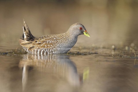 Australian Crake (Porzana fluminea), Western Australia, Australia