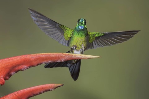 Green-crowned Brilliant (Heliodoxa jacula) feeding at a flower while flying in the Milpe reserve in