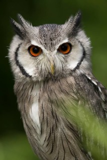 Northern White-faced Owl (Ptilopsis leucotis) captive, Germany