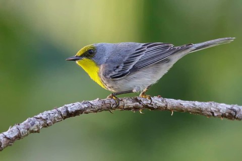 Olive-capped Warbler (Dendroica pityophila) perched on a branch in Cuba