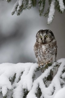 Long-eared owl (Asio otus) in a winter forest, Czech Republic