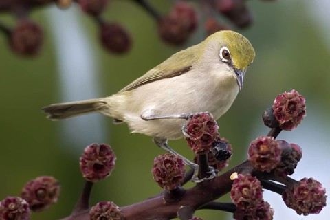 Christmas White-eye (Zosterops natalis), Christmas Island, Australia