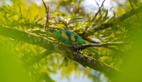 Three-horned chameleon (Trioceros jacksonii), male, between leaves on a branch, Bwindi Impenetrable