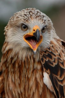 Red Kite (Milvus milvus), Mecklenburg-Western Pomerania, Germany