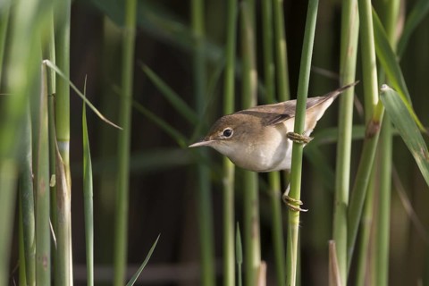 Common Reed Warbler - Teichrohrsänger - Acrocephalus scirpaceus ssp. scirpaceus, Germany