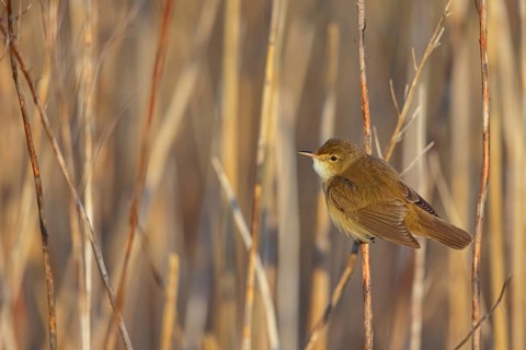 Reed Warbler, subspecies scirpaceus, (Acrocephalus scirpaceus scirpaceus), (Acrocephalus