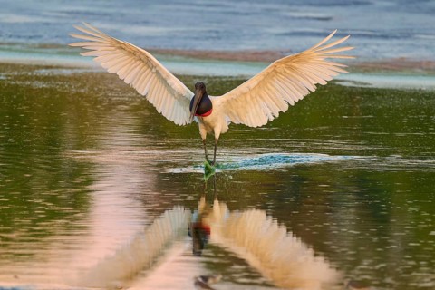 A large bird spreads its wings over the peaceful water surface, Jabiru (Jabiru mycteria), Pantanal,