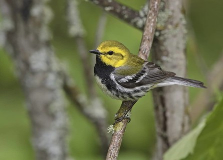 Black-throated Green Warbler (Setophaga virens) male, Minnesota, USA