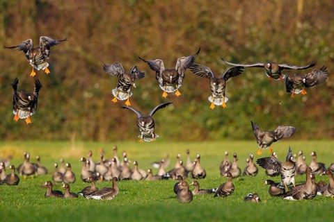 Greater White-fronted Goose (Anser albifrons) flock landing, North Rhine-Westphalia, Germany