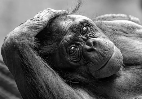 Animal portrait bonobo, pygmy chimpanzee (Pan paniscus), animal, primate, great ape, endangered