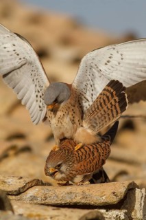 Lesser Kestrel (Falco naumanni), pair mating, Castile-La Mancha