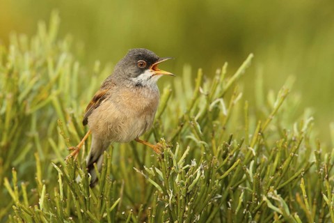 Spectacled Warbler (Sylvia conspicillata) male singing, Penhas da Saude, Portugal