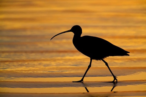 Long-billed Curlew : Morro Strand State Beach : Morro Bay, CA