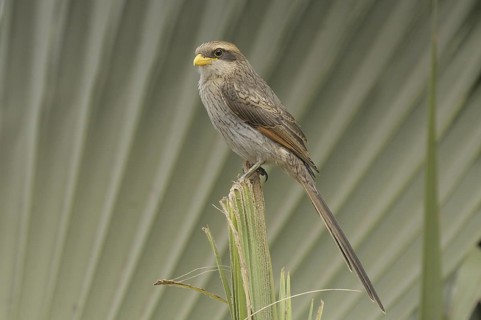 Yellow-billed Shrike (Corvinella corvina), Gambia