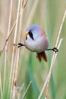 Bearded Reedling (Panurus biarmicus) male perched between reeds, Mecklenburg-Western, Pomerania,