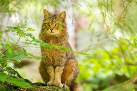 European wildcat (Felis silvestris silvestris) sitting in a forest, Bavaria, Germany