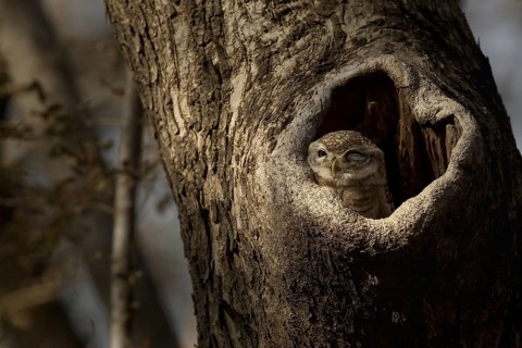 Spotted Owlet (Athene brama) juvenile in breeding cavity, Rajasthan, India