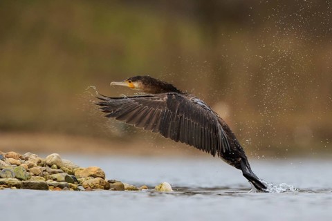 Great Cormorant (Phalacrocorax carbo) landing, North Rhine-Westphalia, Germany