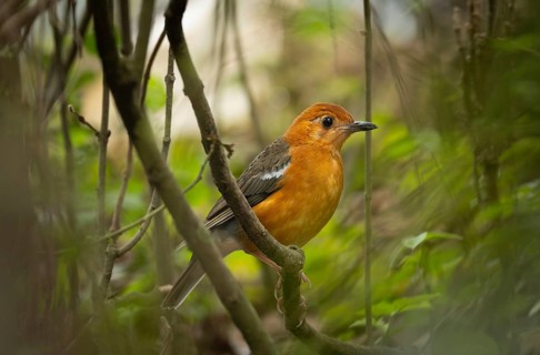 Orange-headed Thrush (Geokichla citrina) perched on a forest branch, Sreepur, Gazipur, bangladesh