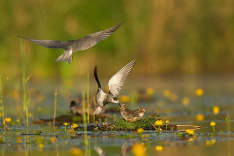Black Tern (Chlidonias niger) feeding of juvenile, Netherlands