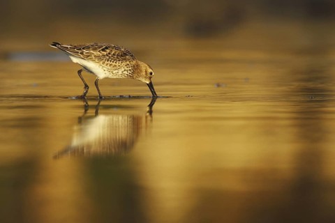 Dunlin (Calidris alpina), Asturias, Spain