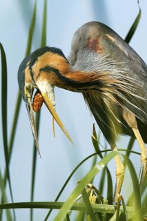 Purple Heron (Ardea purpurea), Andalusia, Spain