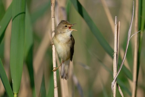 Marsh Warbler (Acrocephalus palustris) singing, Saxony, Germany
