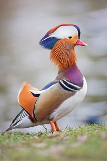 Mandarin Duck (Aix galericulata) male, Saxony-Anhalt, Germany