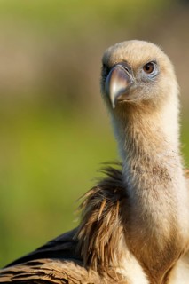 Griffon Vulture (Gyps fulvus) portrait, Castilla-La Mancha, Spain