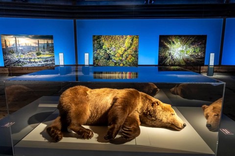 New exhibition at Gasometer Oberhausen, Mythos Wald, on 3 levels and with several thematic