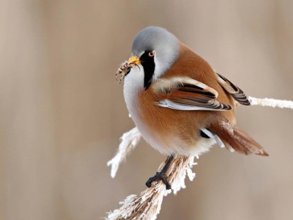 Bearded Reedling (Panurus biarmicus) male, Saxony, Germany